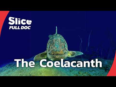 The Coelacanth: Ancient Fish That Defied Extinction | FULL DOCUMENTARY