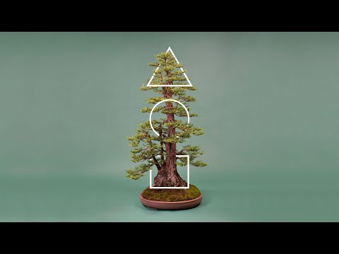 Bonsai Anatomy:  Learn the bonsai basics and answers to the question of what is a bonsai?