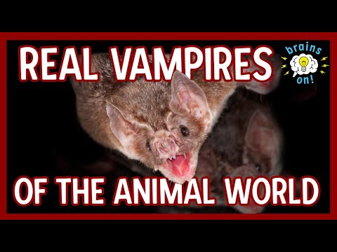 The real vampires of the animal world | Brains On! Science Podcast For Kids