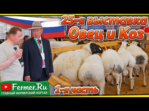 Событие года! Овцеводство России 2025. Дагестан принимает XXV выставку племенных овец и коз. 1 часть