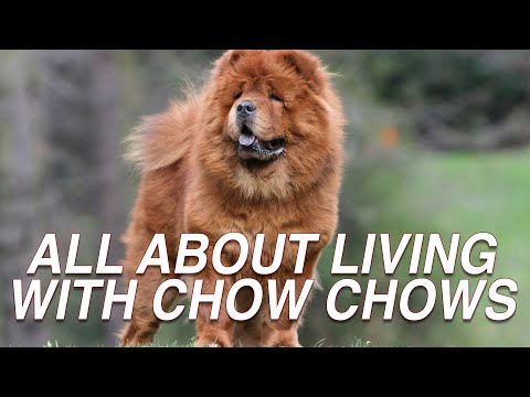 ALL ABOUT LIVING WITH CHOW CHOW DOG