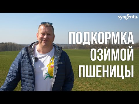 Нюансы подкормки озимой пшеницы. 1я подкормка