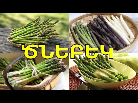 Ծնեբեկի օգտակար հատկությունները, ինչու է պետք ուտել այս բանջարաբույսը, հակացուցումները / Спаржа