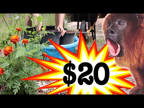 Make A Dollar Store Self-Watering Garden in 10 Minutes [For 20 BUCKS!]