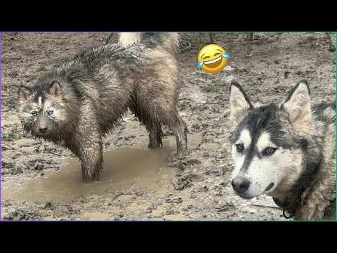 100% Hilarious HUSKY Fails and Funny Moments [#4]