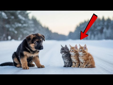 Старик спасает щенка и котят. То, что случилось потом — до слёз...