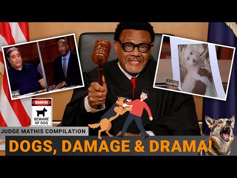 Dogs, Damage and Drama 🐕
