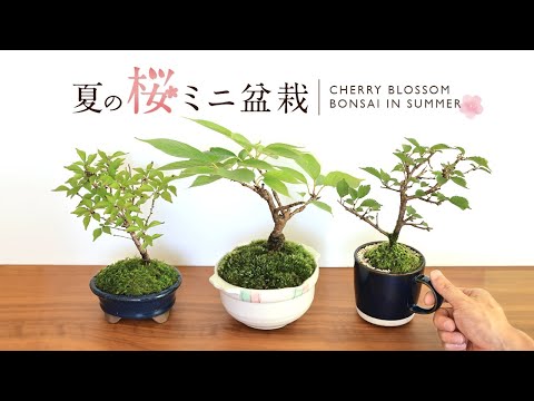 夏の桜ミニ盆栽 制作～3年目の成長記録 【Bonsai diary 盆栽日記 8/15】初心者の簡単園芸、盆栽の作り方 cherry 植え替え DIY ガーデニング gardening EOS R5