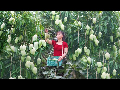 Harvesting Mango Go To Market Sell, Harvest Banana And Ripen Banana | Phương - Free Bushcraft
