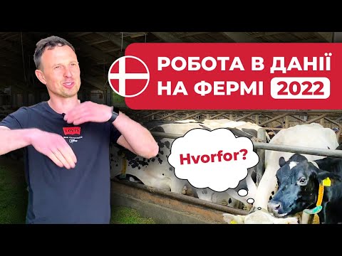 Робота в Данії на коров'ячій фермі у 2024 році / Євген Моцик