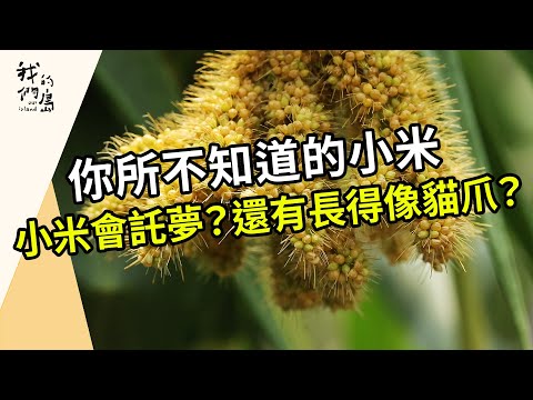 搶救小米接力賽｜一棒接一棒把小米種回原鄉土地上(我們的島第1216集 2023-08-07)