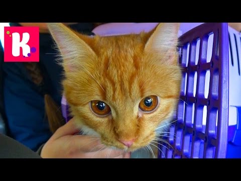 Katy and Murka in the cat cafe
