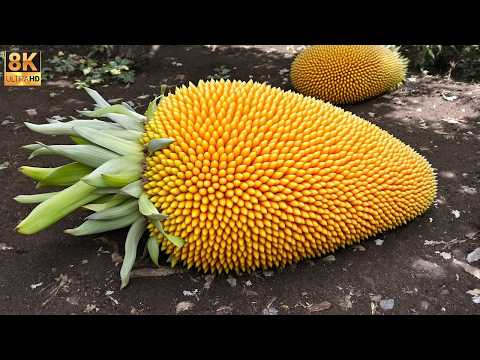 20 FRUTAS MÁS DELICIOSAS Y NUTRITIVAS DEL MUNDO: ¡TE ENAMORARÁN DESDE EL PRIMER BOCADO!