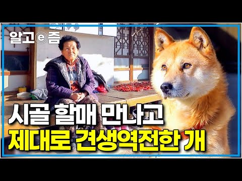"흔한 똥개가 아니야!" 잘생긴 외모에 늘씬한 체격…. 그런데 꼬리가 없다? 멸종 위기였다가 다시금 견생역전한 동경개 이야기┃한국기행┃알고e즘
