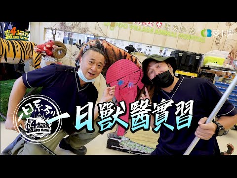 Veterinary internship | Good Job, Taiwan! #150