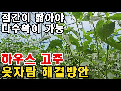 고추 키를 줄여라!!! 하우스 고추 웃자람 해결방안