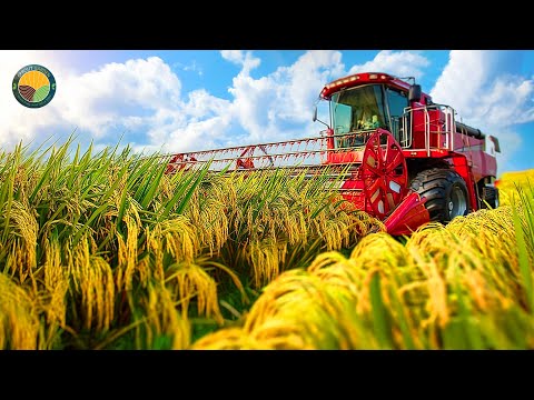 How Thai Farmers Harvest and Process Millions of Tons of Rice Each Year | Farming Documentary