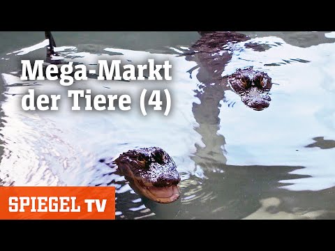 Mega-Markt der Tiere (4): Wasserschweine im Anflug | SPIEGEL TV (2022)