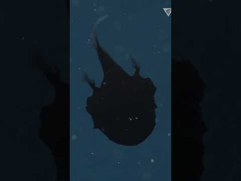 The blackest animal on earth