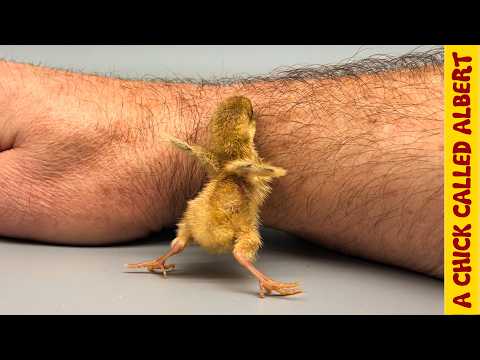 Bumblebee-Size Egg Needed Help to Survive