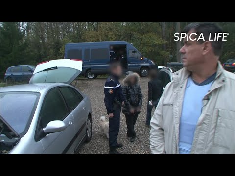 Scandale ! Escroquerie massive de voitures en France