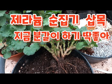 Geranium division #pruning #pruning {cutting the growing point} #taking cuttings #soil mix #water...