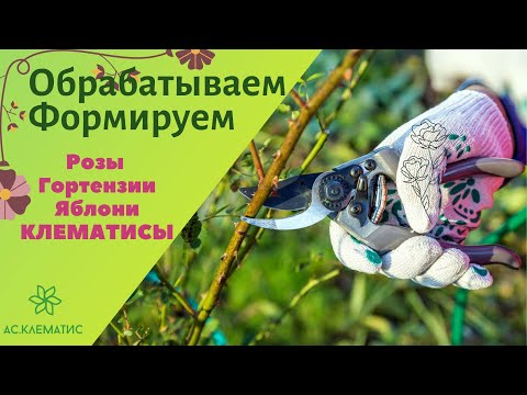🌤  Весенняя  ОБРЕЗКА и ОБРАБОТКА l 🌸Розы🌹Гортензии🌺Яблони🍏Формирование молодых и взрослых ЯБЛОНЬ!
