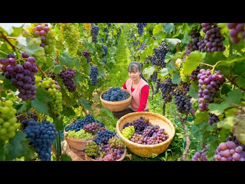 288 Days Harvesting Giant Grapes – Real Countryside Life & Market Day