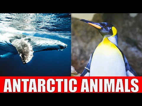 Animals That Live in Antarctica | Wildlife of Antarctica