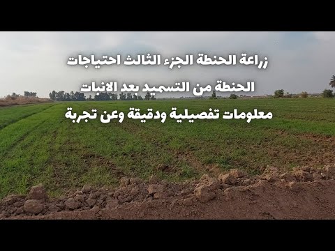 زراعة الحنطة الجزء الثالث احتياجات الحنطة من التسميد بعد الانبات معلومات تفصيلية ودقيقة وعن تجربة