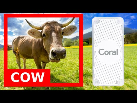 Object detection on Raspberry Pi Usb Coral | Real Time Yolov8 on Edge | License plate detection