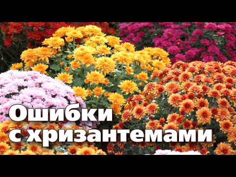 ВЫРАЩИВАНИЕ КУСТОВЫХ ХРИЗАНТЕМ. Ответы на популярные вопросы