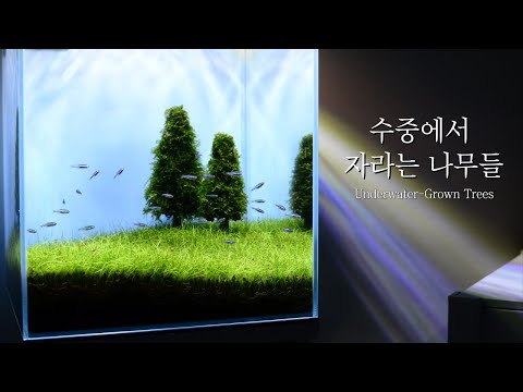 Creating a Windows Wallpaper-Inspired Fish Tank with a Handful of Moss