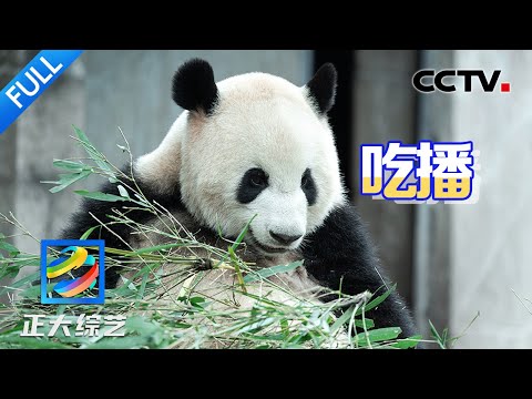【Full】大熊猫的“自助餐大食堂”名副其实!来“中国竹乡”看国宝吃播!| CCTV「正大综艺」20250503
