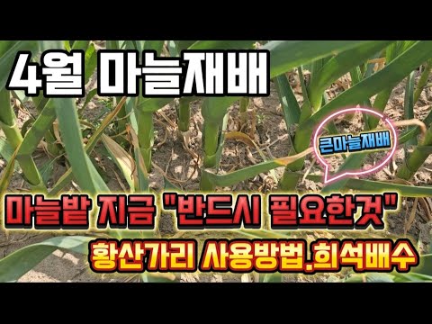 4월마늘잎끝이 보랏빛인원인(잎짚썩음병).4월마늘농사 물관리법과 "황산가리"사용방법.희석배수~마늘강제비대시키는법.마늘종족번식2가지~마늘재배기술