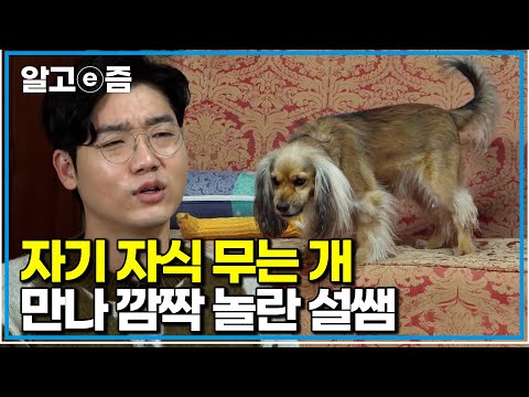 전문가마저 놀란 아빠견의 행동, 가족을 향한 공격의 이유｜세상에 나쁜 개는 없다｜알고e즘