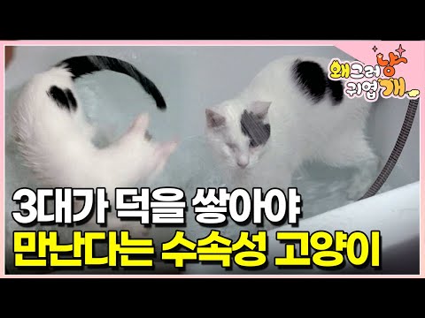 "이렇게 물에 미친 고양이 본 적 있나요?" 물소리만 들리면 우다다~💨 한쪽 눈은 보이지 않아도 물만 있다면 욕조든 싱크대든 뛰어들고 보는 고양이 #왜그러냥귀엽개