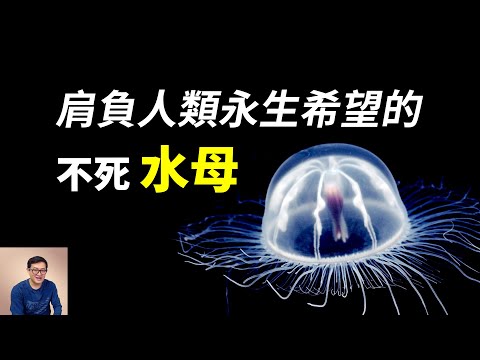 世界上唯一能逆生長的動物，竟然是大家熟悉的水母！它能讓人類實現永生嗎？【老肉雜談】#動物 #海洋生物 #水母 #jellyfish
