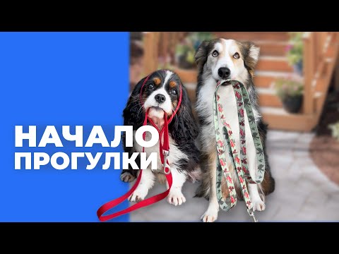 Собака не слушается в начале прогулки 🎙️ разбор ошибок с поводком