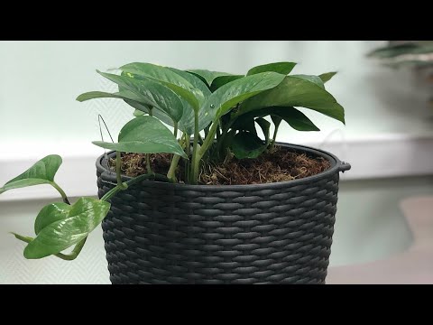 Эпипремнум золотистый, самая живучая лиана.