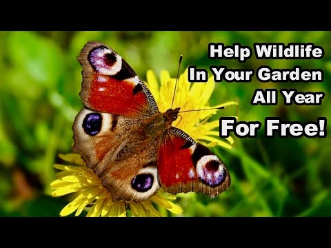 How To Help WILDLIFE in YOUR GARDEN - ALL YEAR - FOR FREE!