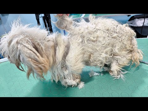 His Hair Was a Shield… And It Came Off in ONE Piece