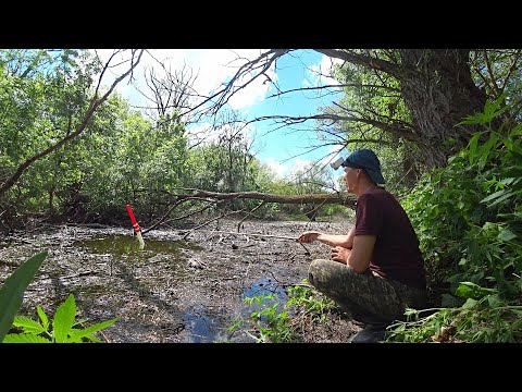 РЕКА ЗАБИТА РЫБОЙ. В РЕАЛЬНЫХ ДЕБРЯХ НА БАМБУК, КАК В ДЕТСТВЕ. Рыбалка на поплавочную удочку.