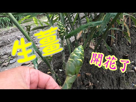 我種的生薑開花了