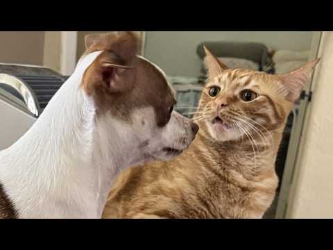 CATS and DOGS: Unpredictable and Strange Behavior