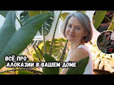 Всё про алоказии в вашем доме