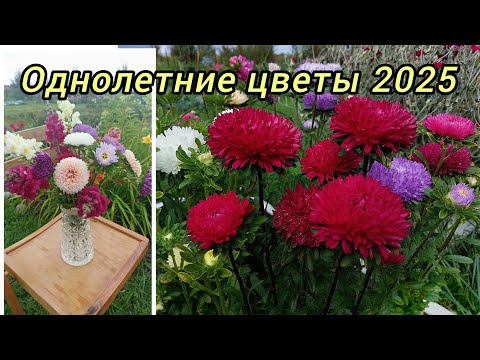Однолетние цветы  сезон 2025🌸Ожидание и реальность