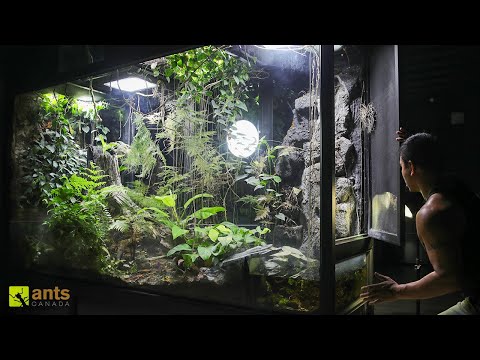 Unraveling the Rainforest Vivarium: A New Era Begins