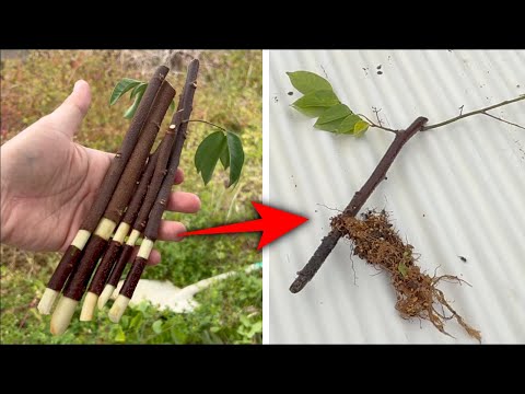 Unbelievable Cutting Hack: Make Roots Grow Exactly Where You Want !!!!!!!