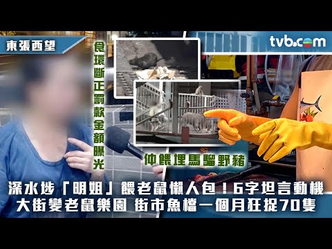 東張西望餵老鼠馬騮足本版｜深水埗「明姐」餵完馬騮去街市餵老鼠  6字坦言動機！街市魚檔一個月狂捉70隻｜#東張西望